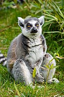 Yoga with ring-tailed lemurs is practised in the Lake District. Lemur (33095186014).jpg