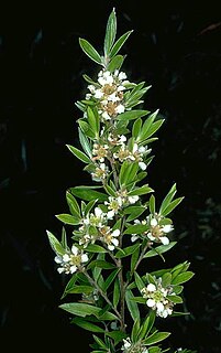 <i>Leptospermum whitei</i> Species of shrub