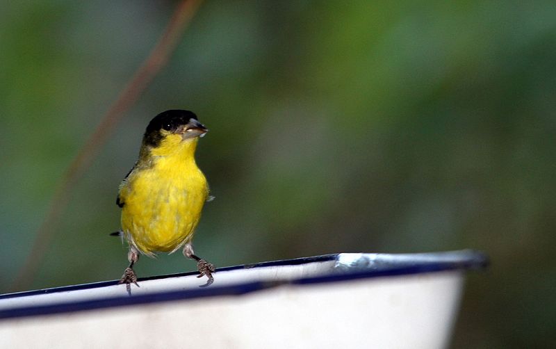 File:Lesser Goldfinch - Flickr - GregTheBusker.jpg