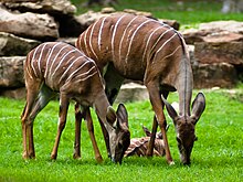 Feeding female and juvenile Lesser Kudu Female.jpg