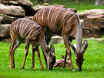 Парнокопытные. Tragelaphus imberbis. Куду что за животное. Фото семейства парнокопытных.