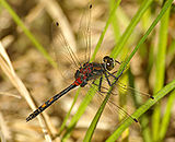 White-faced darter LeucorrhiniaDubiaMale.jpg