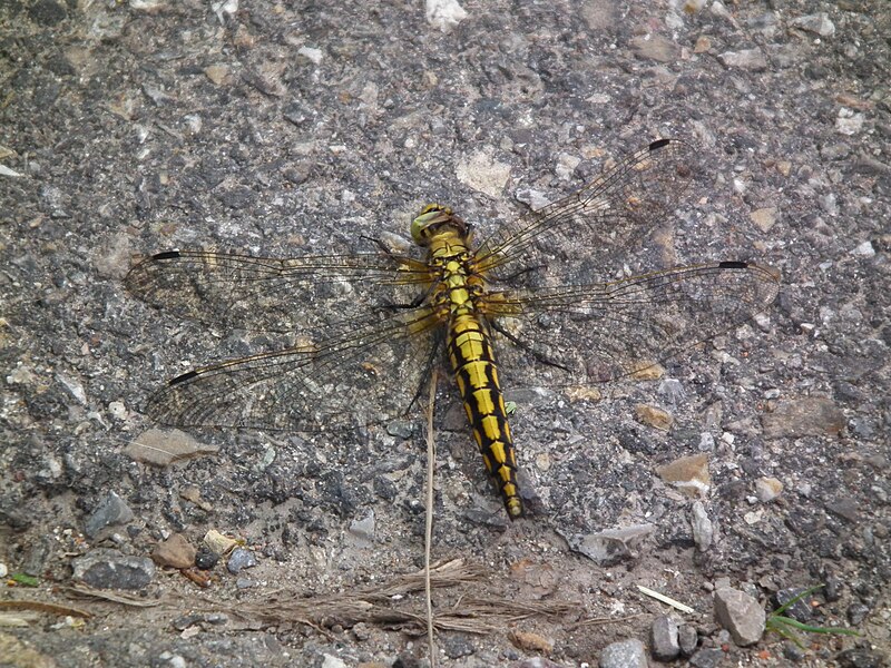 File:Libelle Westallgäu Mai 2012.JPG