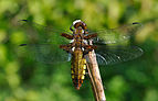 Libellula depressa