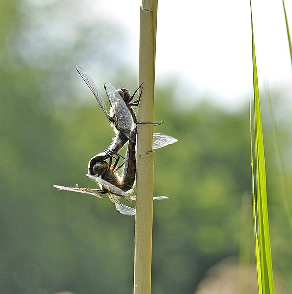 File:Libellula fulva O.F. Müller, 1764 3.jpg