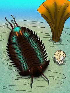 <i>Lichas</i> (trilobite)