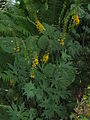 Ligularia przewalskii