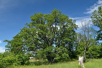 Liivaaugu-eken som är över 300 år gammal.