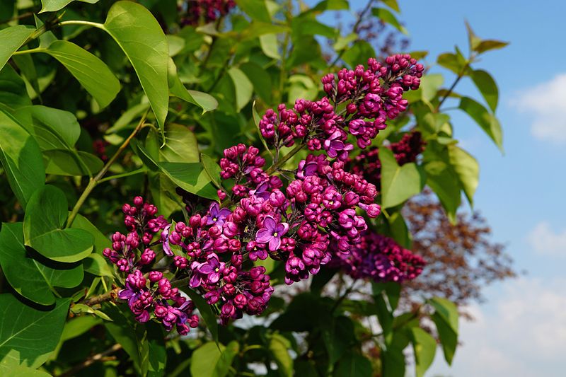 File:Lilac-331172.jpg