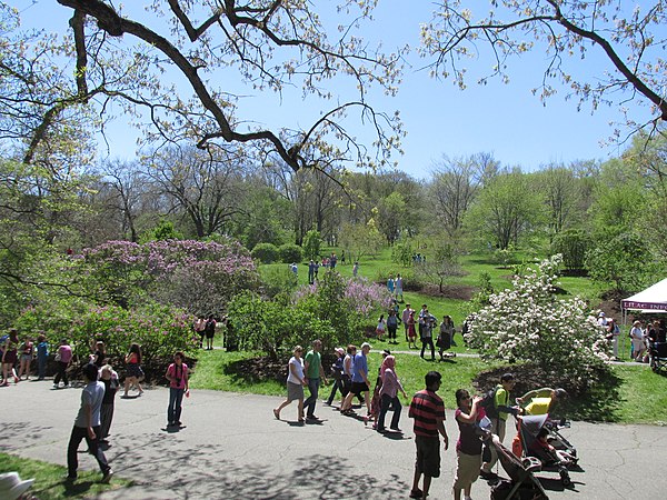 Lilac Sunday, Arnold Arboretum, Jamaica Plain