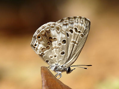 Chilades laius, Dry Season Form