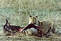 Simba jike katika mbuga ya Masai Mara