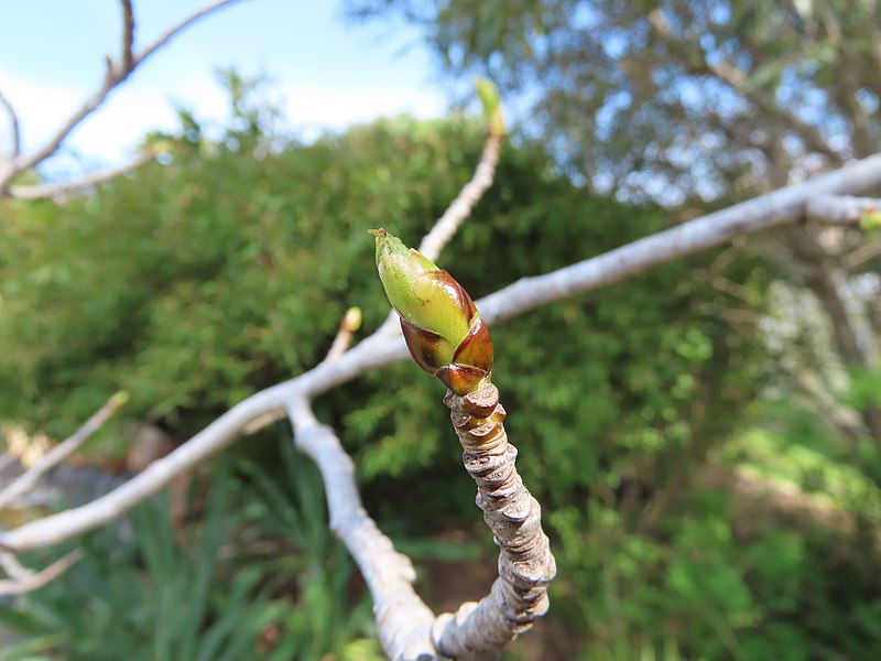 File:Liquidambar styraciflua bud emerging from its protective imbricate cataphyll scales IMG 2102.jpg