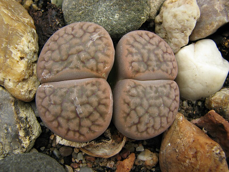 File:Lithops hookeri 2010-06-20 02.jpg