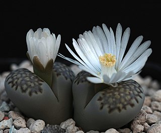 <i>Lithops julii</i> Species of succulent