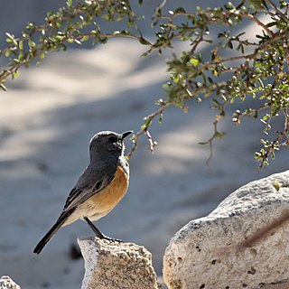 Littoral rock thrush Species of bird