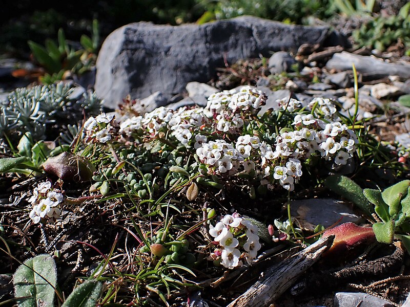 File:Lobularia maritima kz01.jpg