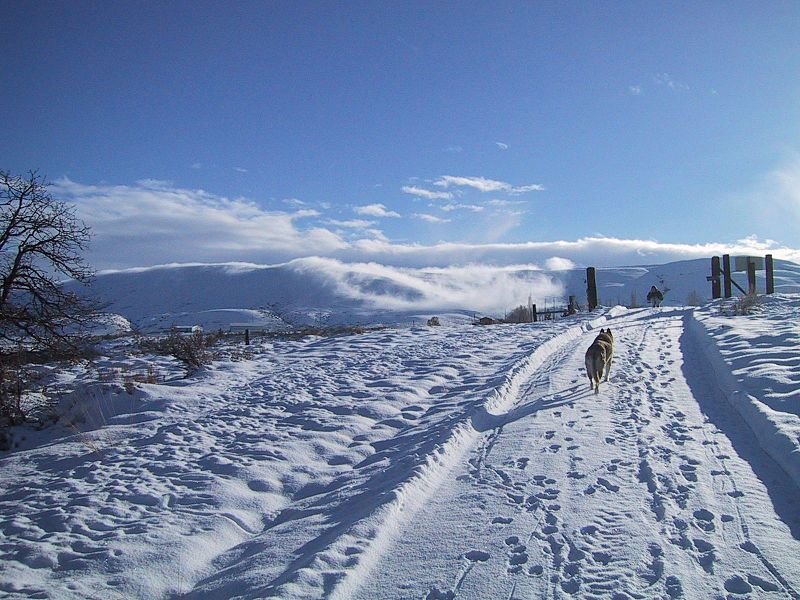 File:Lone dog walks up a snow covered road.jpg