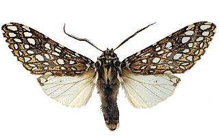 <i>Lophocampa herbini</i> species of insect