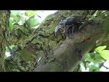 Archivo: Lucanus Cervus fighting.webm