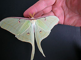 Holdasszövő lepke (Actias luna)