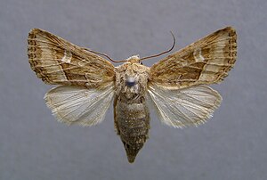 Dumeril's grass root owl (Luperina dumerilii), female