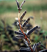 Gousses de Lupinus rivularis à maturité.