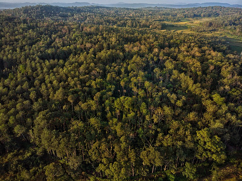 File:Lush Green Forest of Maldenad.jpg