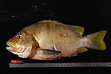 Lutjanus rivulatus.jpg