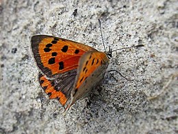 foto van de kleine vuurvlinder