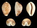 * Nomination Shell of a Little Calf Cowry, Lyncina vitellus vitellus --Llez 05:50, 25 March 2014 (UTC) * Promotion  Support ok --Christian Ferrer 06:41, 25 March 2014 (UTC)