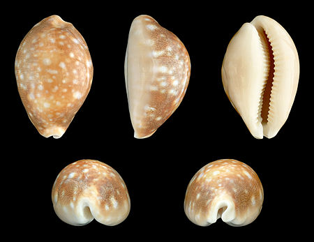 Lyncina vitellus