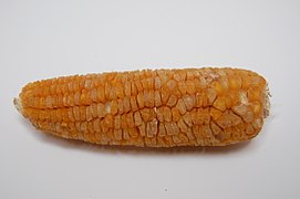 dry sweet corn, showing wrinkled grains