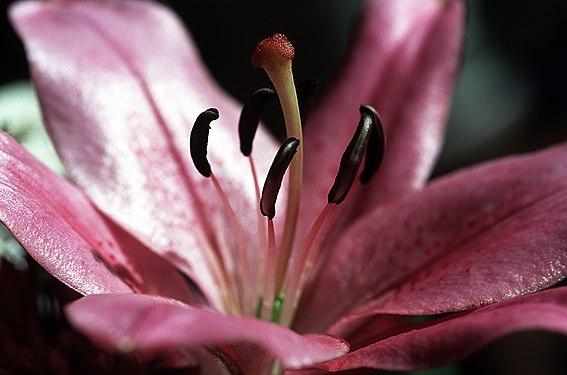 Macro of Lily Stamens, Anthems, and Pistil