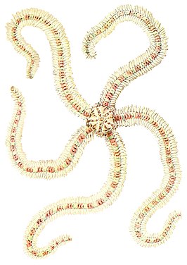 Macrophiothrix melanosticta