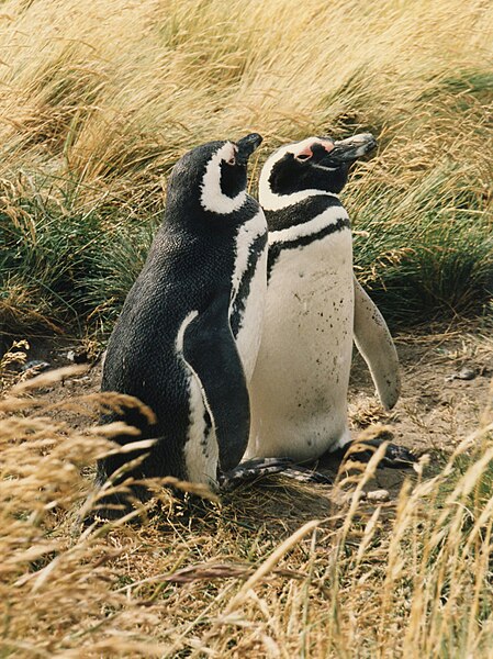 File:Magellanic Penguin.jpg