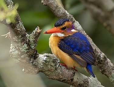 Malachite Kingfisher Malachite Kingfisher 3.jpg