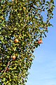 * Nomination Autumnal branches and fruits of an apple tree (Malus domestica) --Uoaei1 05:31, 10 January 2023 (UTC) * Promotion  Support Good quality.--Famberhorst 06:27, 10 January 2023 (UTC)  Support Good quality. --Palauenc05 08:12, 10 January 2023 (UTC) The picture is good but I'm not sure about the composition --Fabian Roudra Baroi 08:41, 10 January 2023 (UTC)