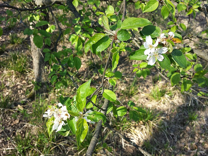 File:Malus sylvestris sl36.jpg