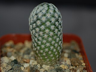 <i>Mammillaria herrerae</i> Species of cactus