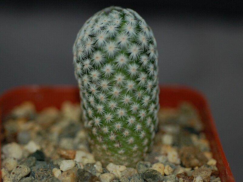 File:Mammillaria herrerae.JPG