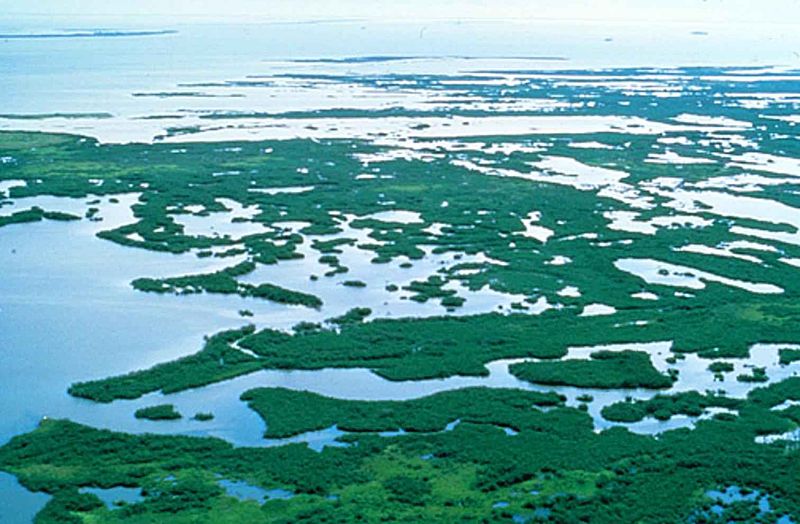 File:Mangrove plants swamp in Florida.jpg