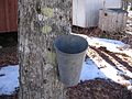Traditional maple syrup tapping