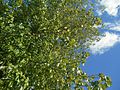 Maple tree against the sky.jpg