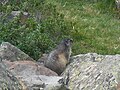 Macmôt, Marmota marmota.