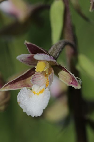 File:Marsh Helleborine - Epipactis palustris (19142744146).jpg