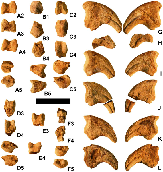 http://upload.wikimedia.org/wikipedia/commons/thumb/0/0f/Martharaptor_hand_bones.png/569px-Martharaptor_hand_bones.png