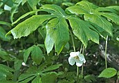 Podophyllum peltatum, or May apple