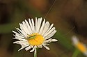 Niitty Katydid-lajien nymfi, lähellä Leesvillea, Louisiana.jpg