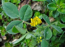 Medicago minima W.jpg